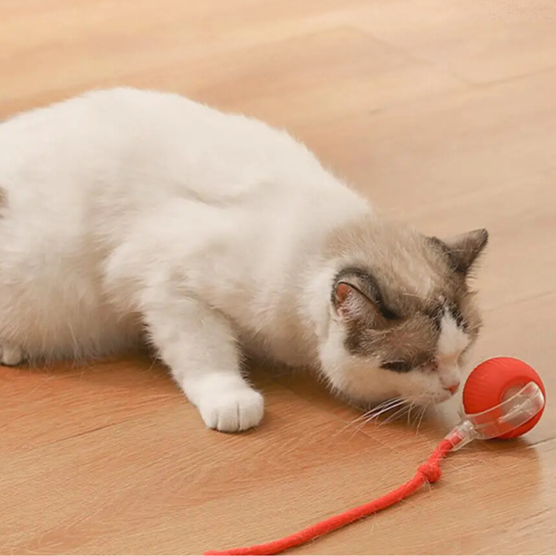 Magic Ball Interactive Cat Toy