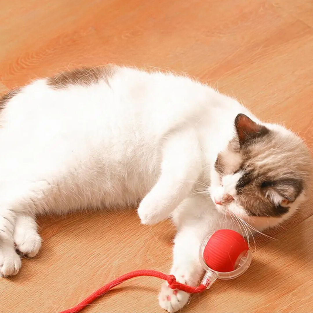 Magic Ball Interactive Cat Toy